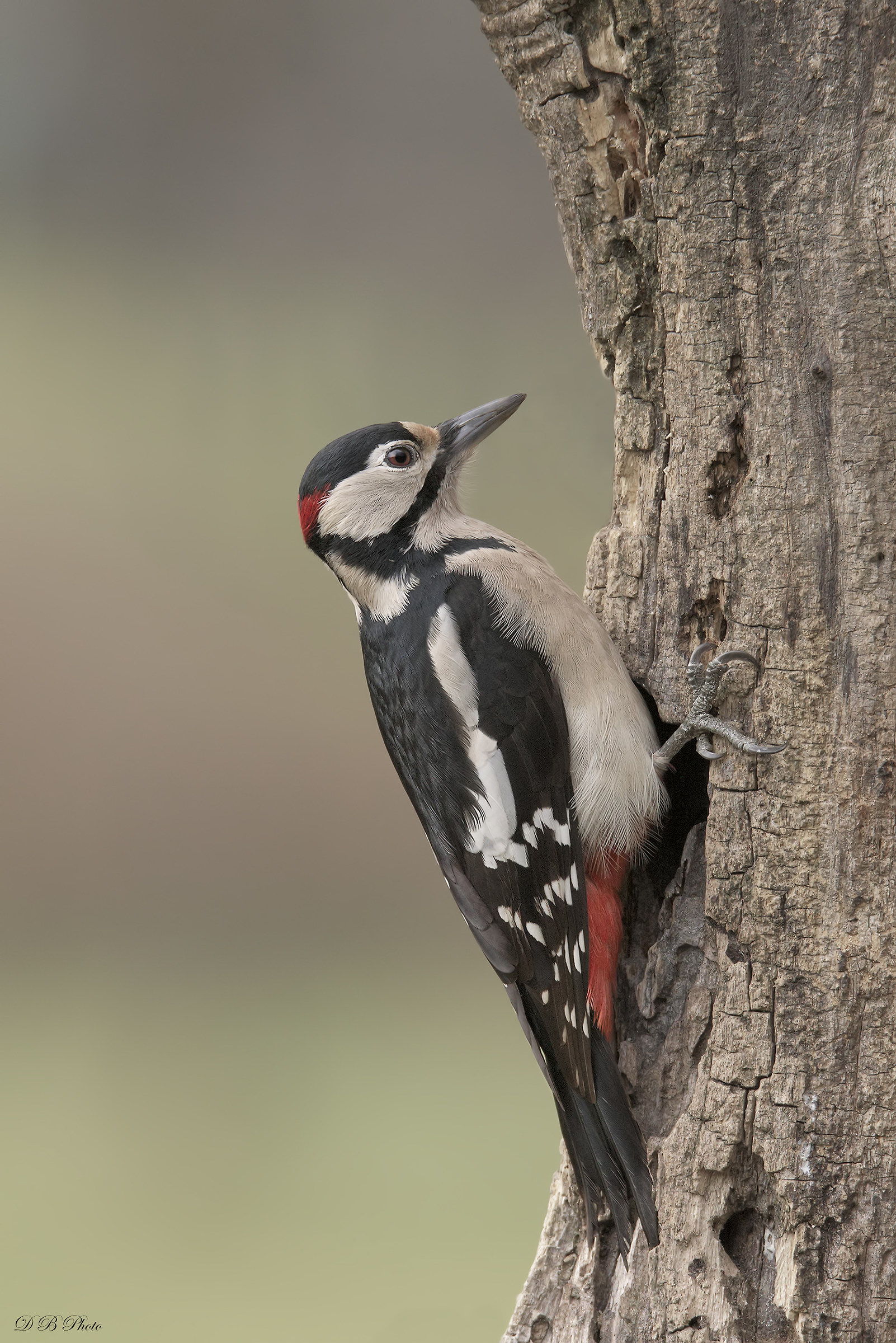 Picchio rosso maggiore - maschio.