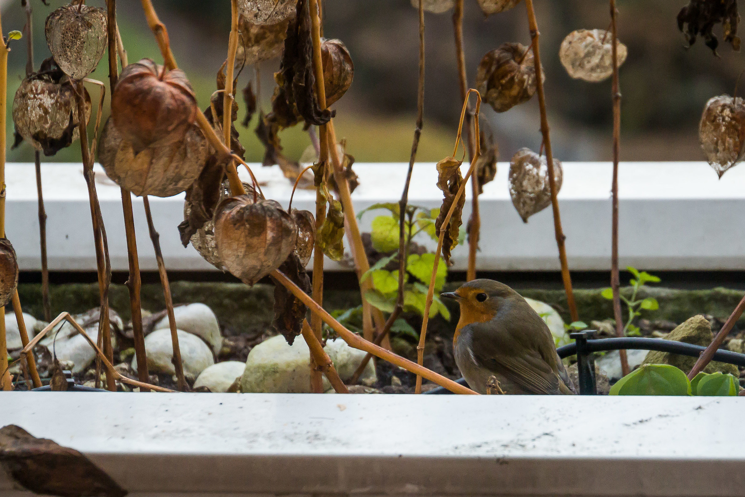 Robin on the terrace