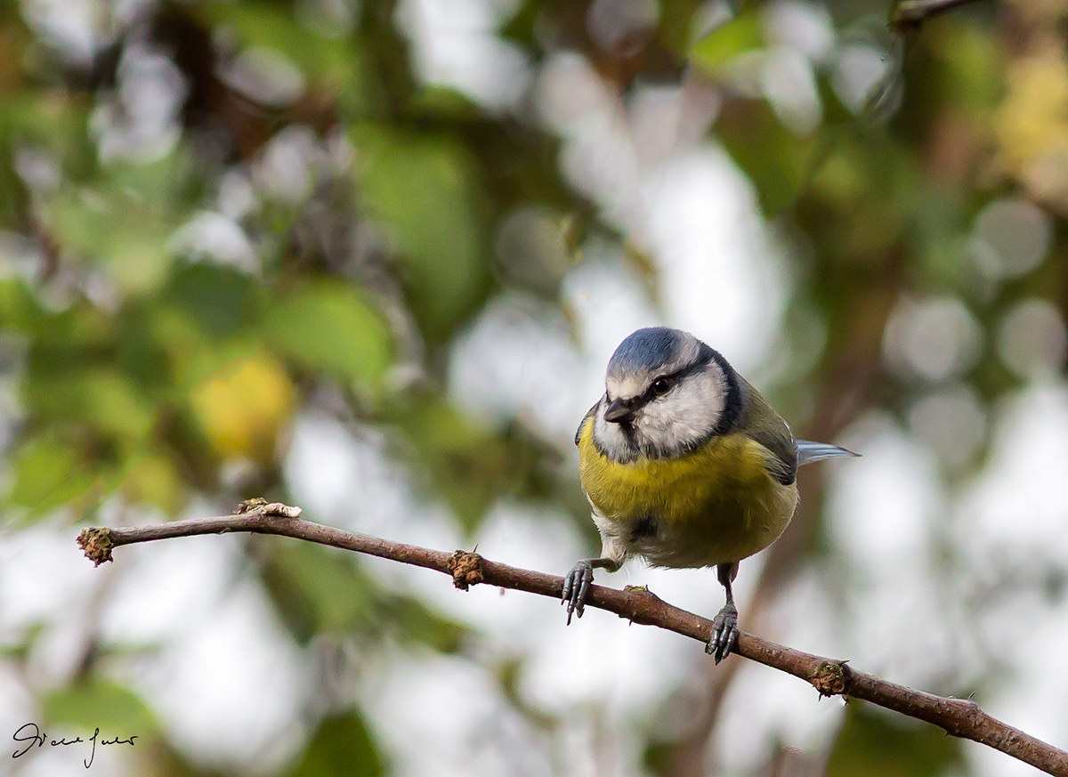 Great Tit