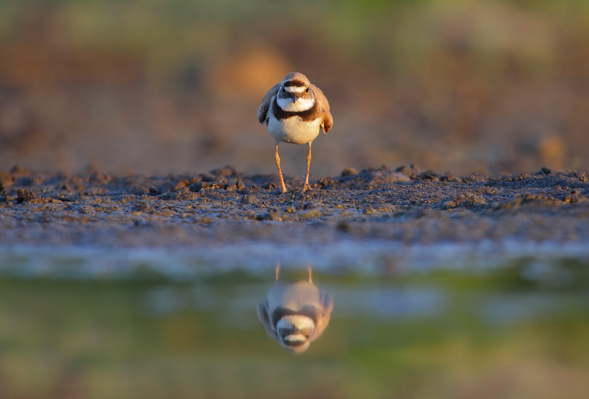 little ringed plover