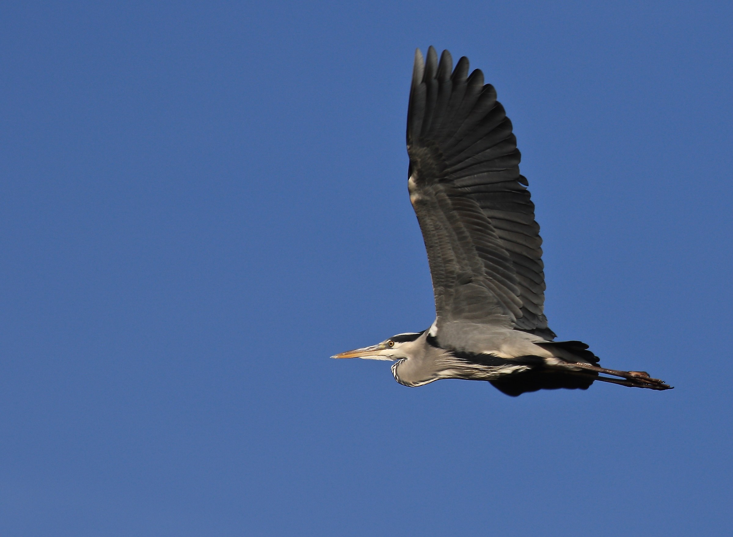 elegant heron flying