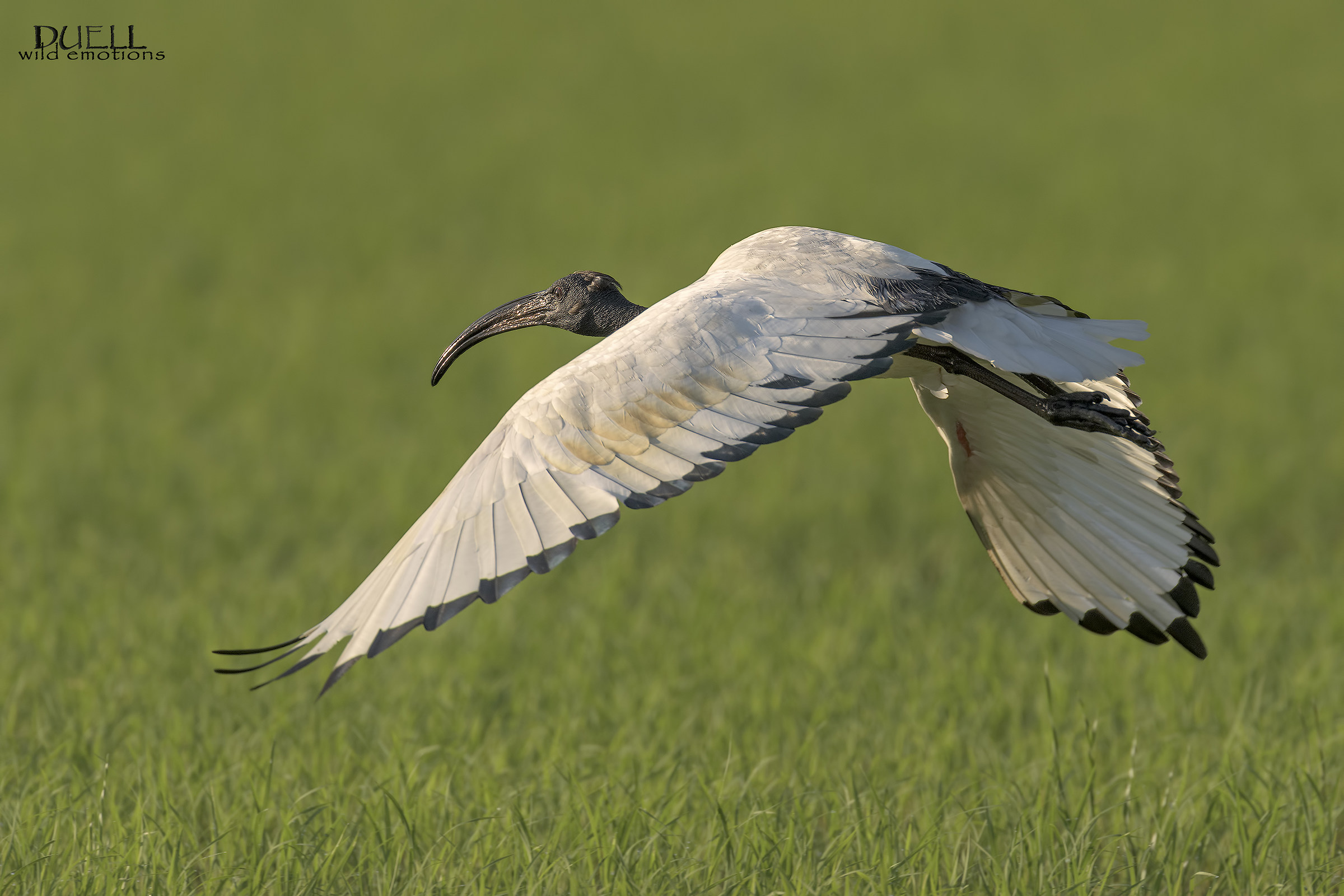 ibis in flight