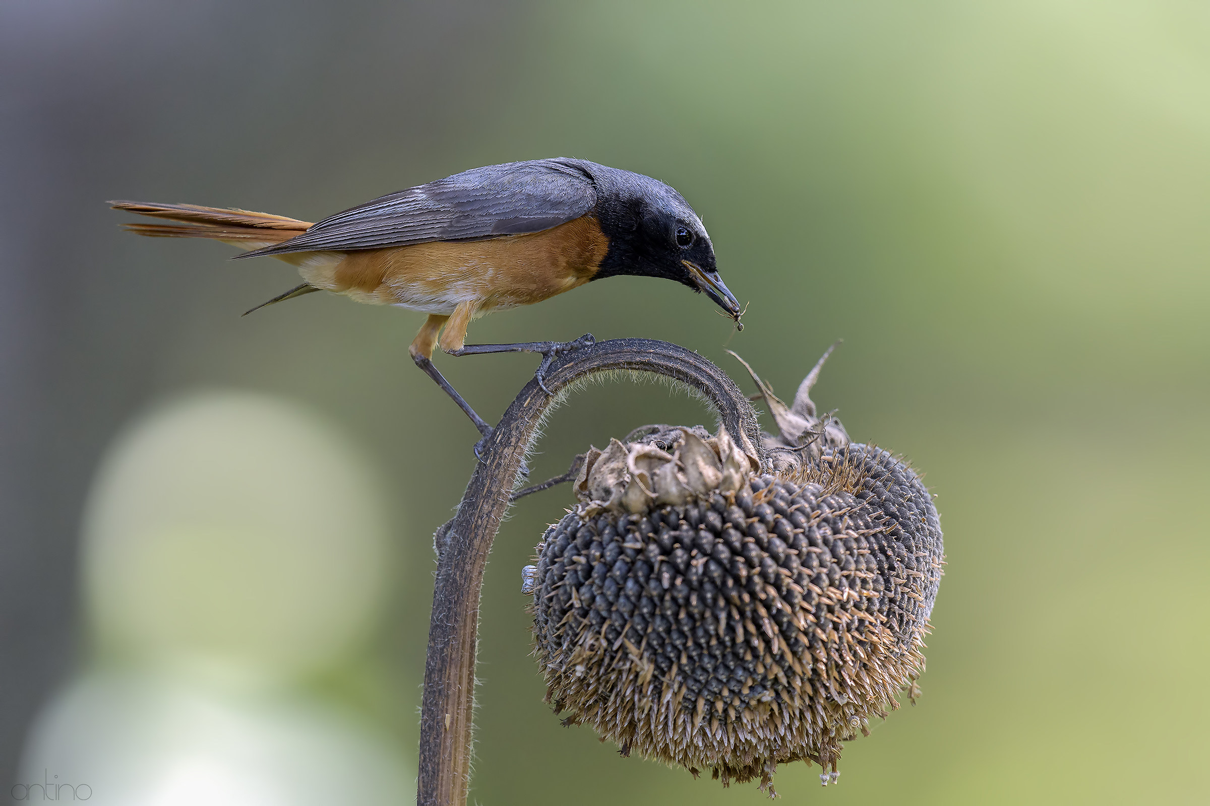 The redstart and the ant
