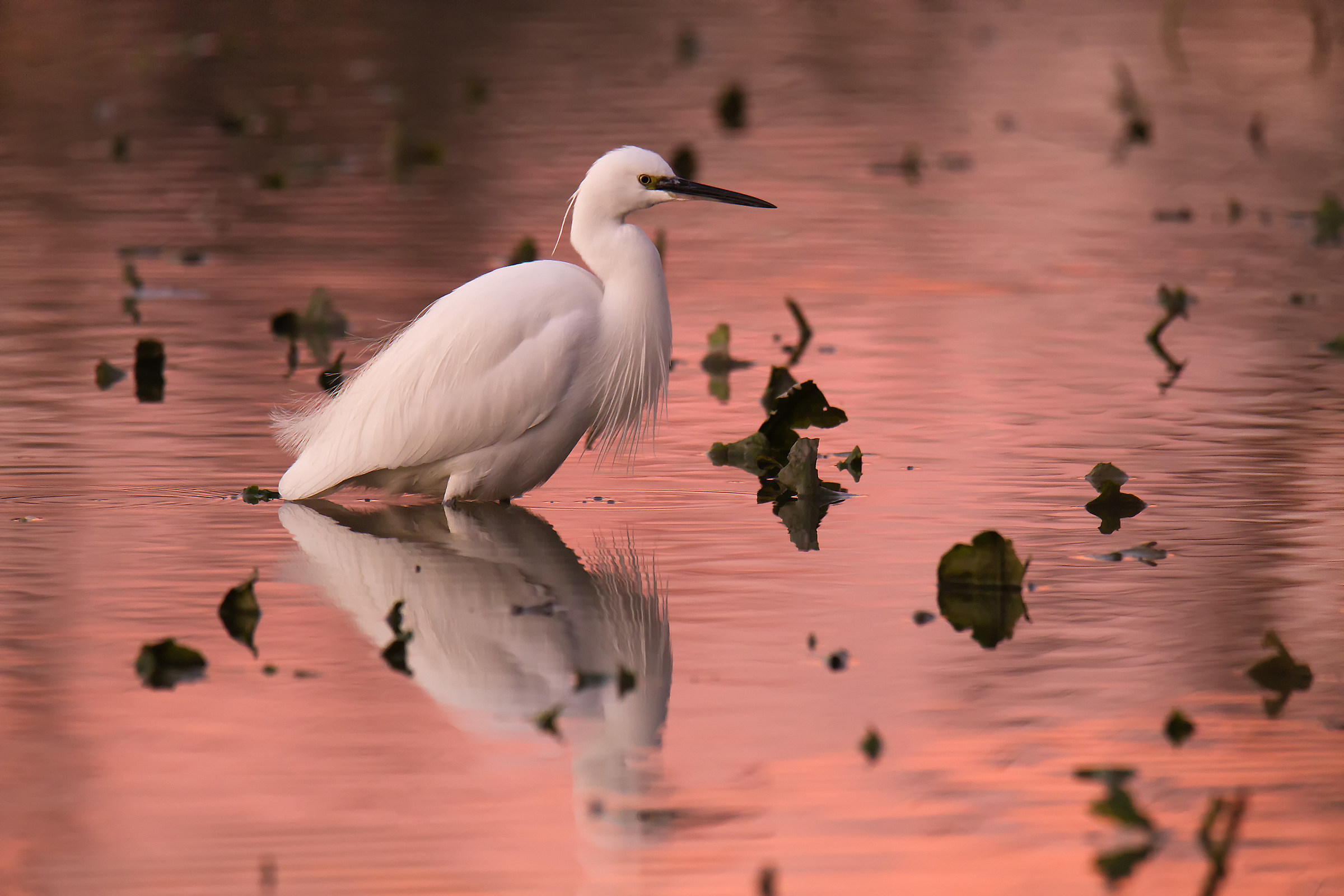 Walk with the sunset .....