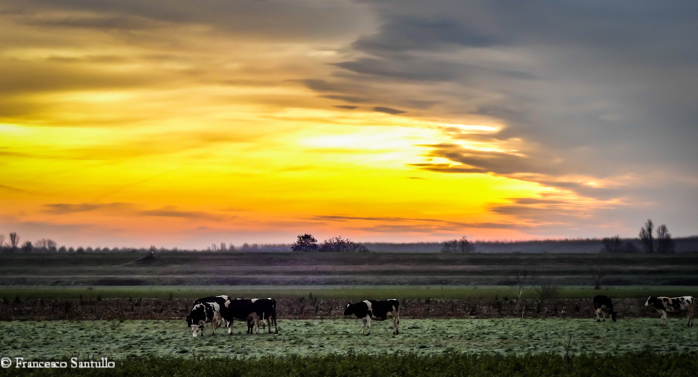 cows at dawn --- cows at dawn