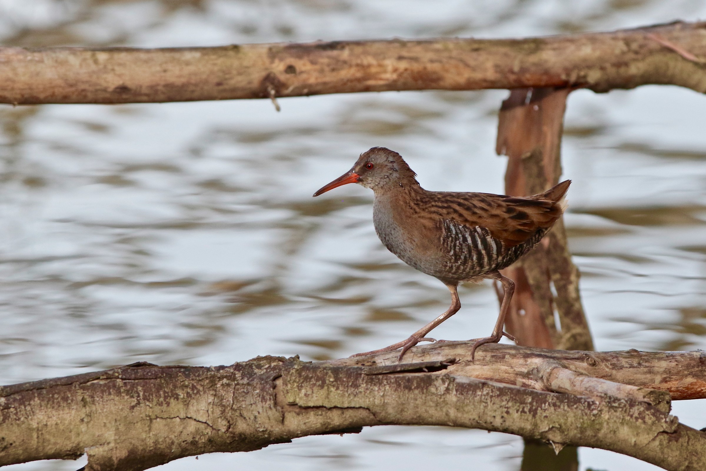 Water Rail