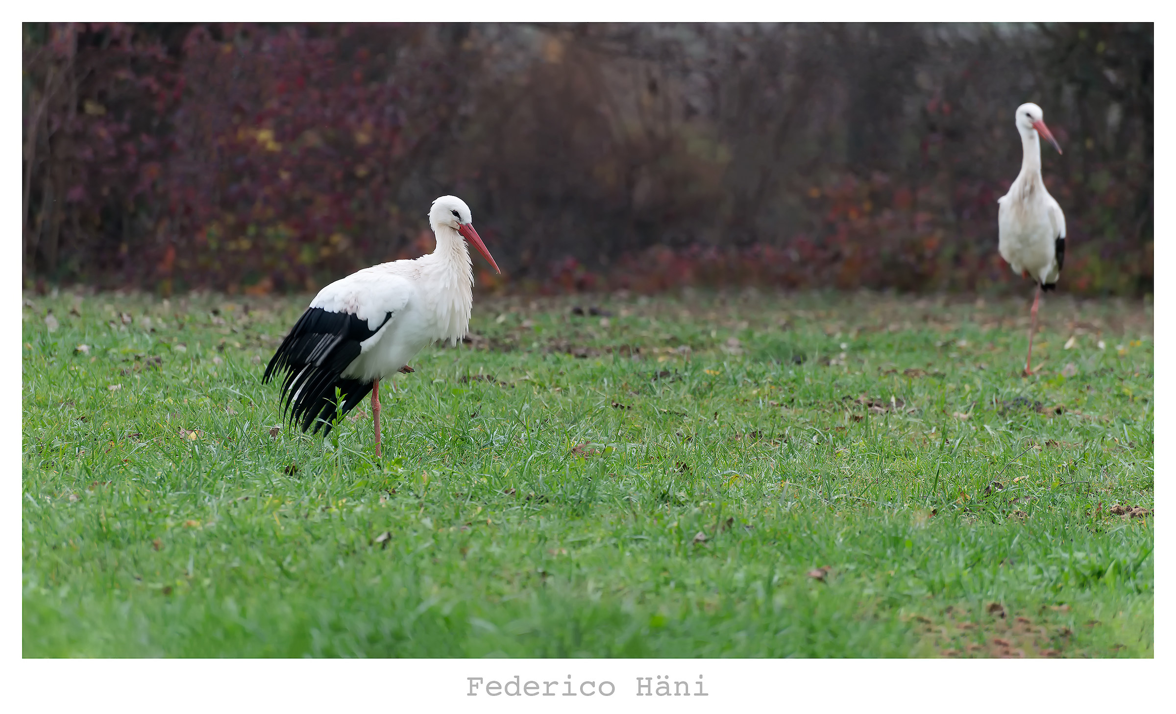 White Stork