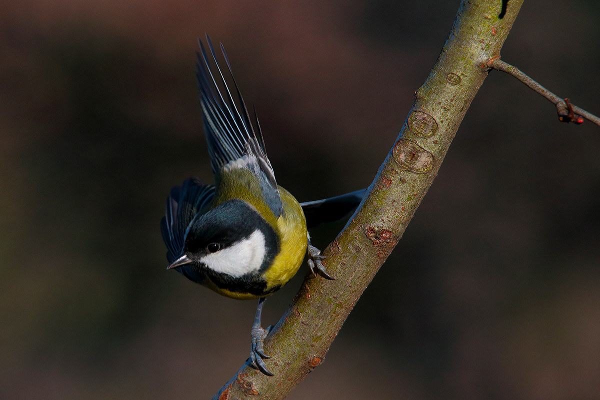 titmouse
