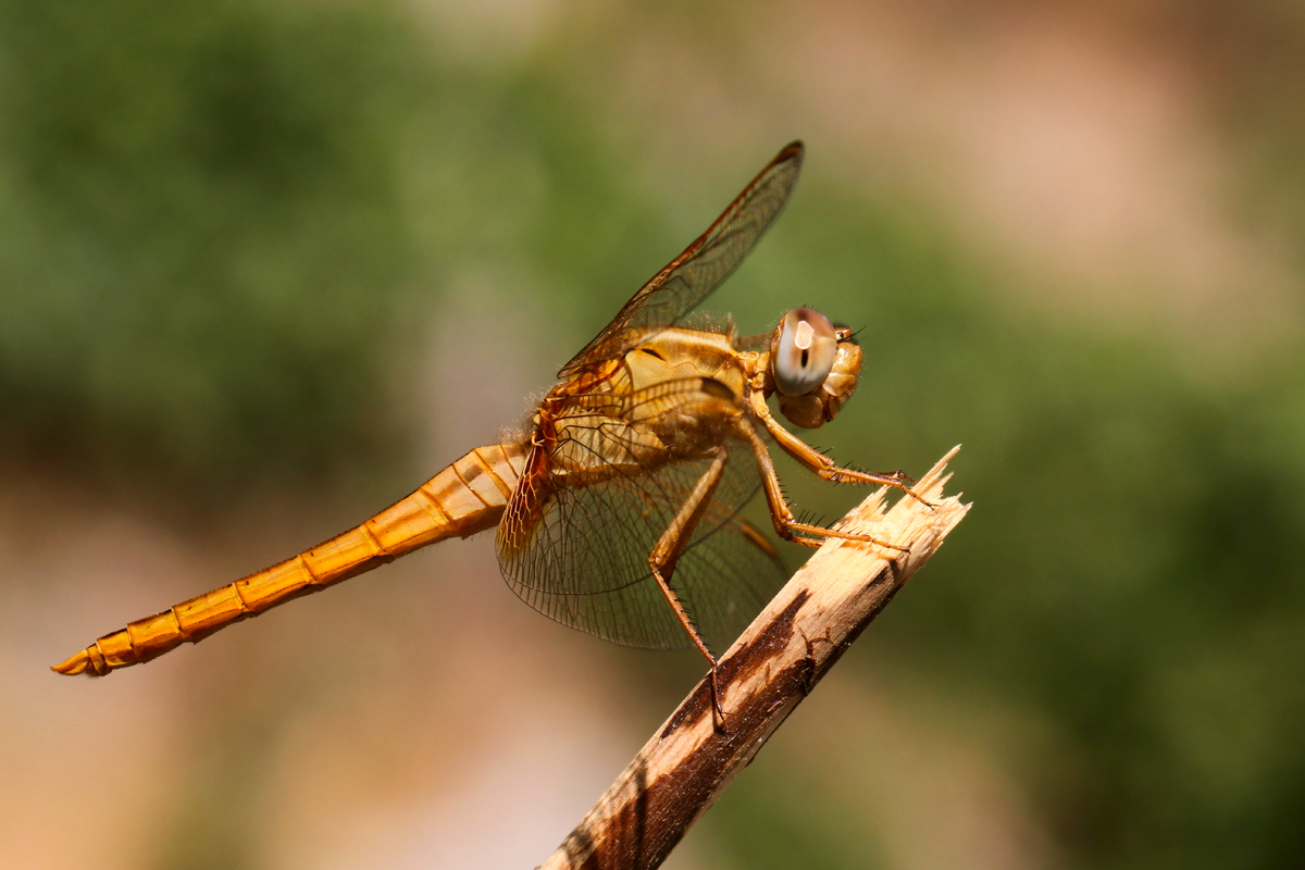 Crocothemis Erythraea