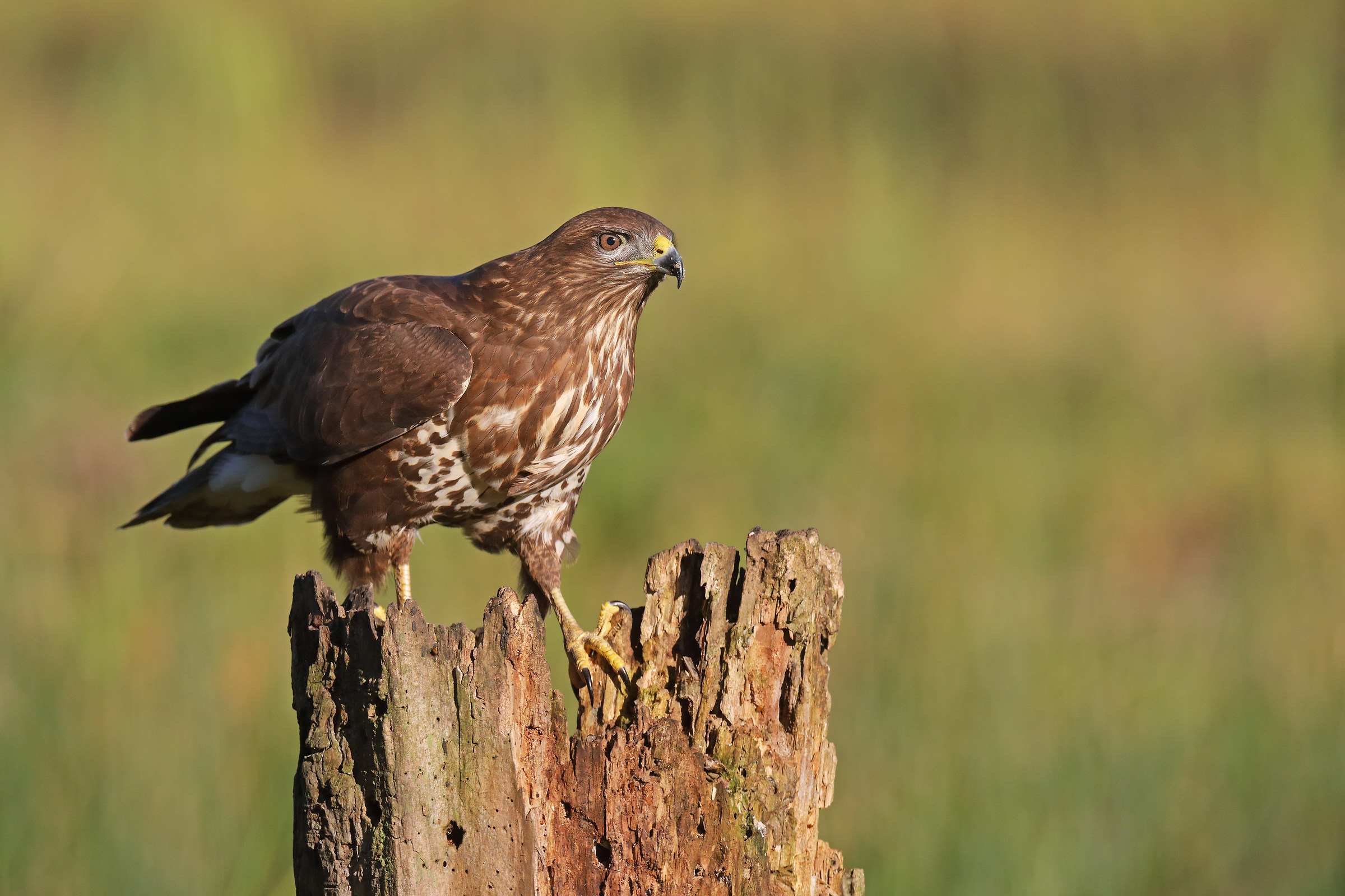 Buzzard