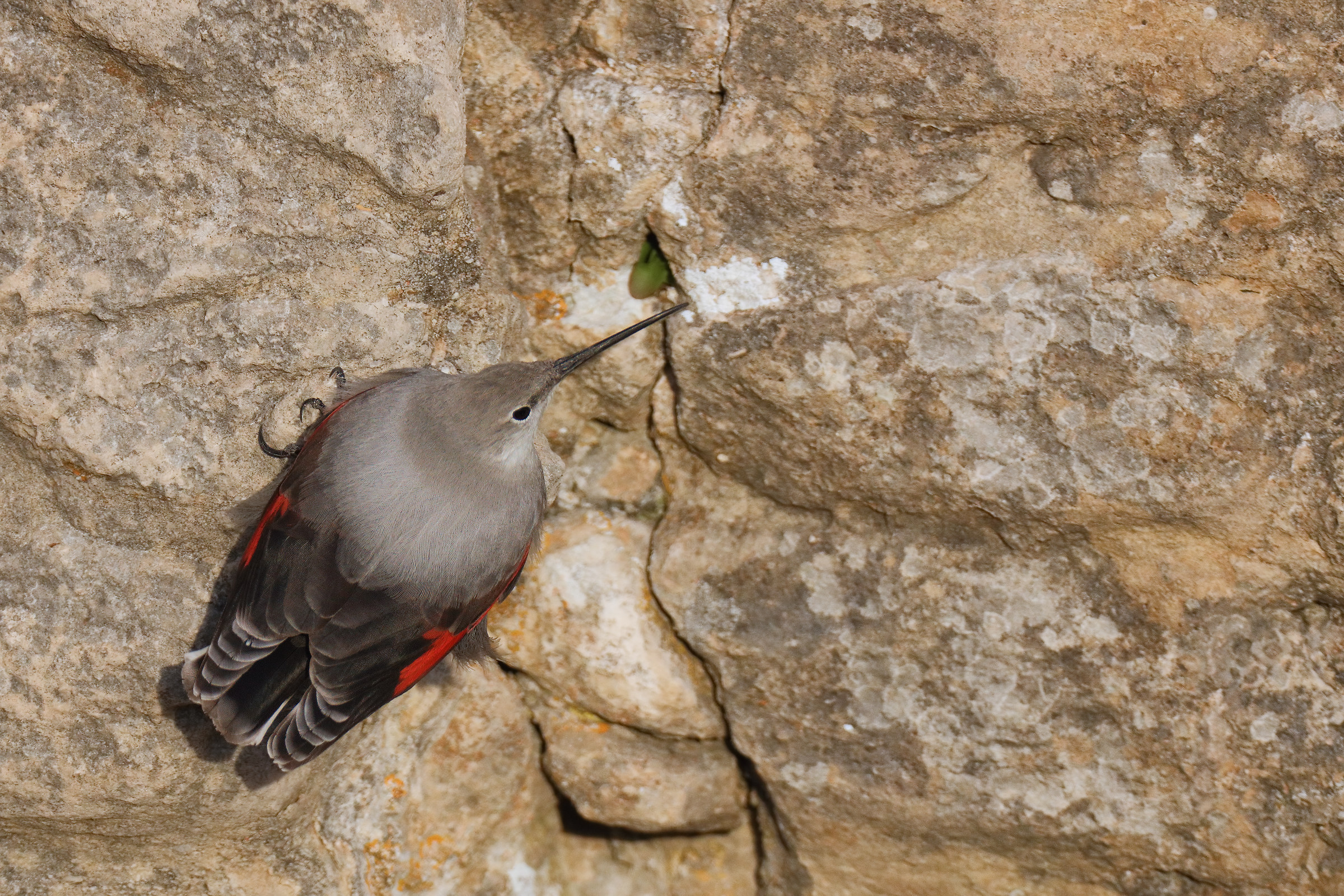 wallcreeper