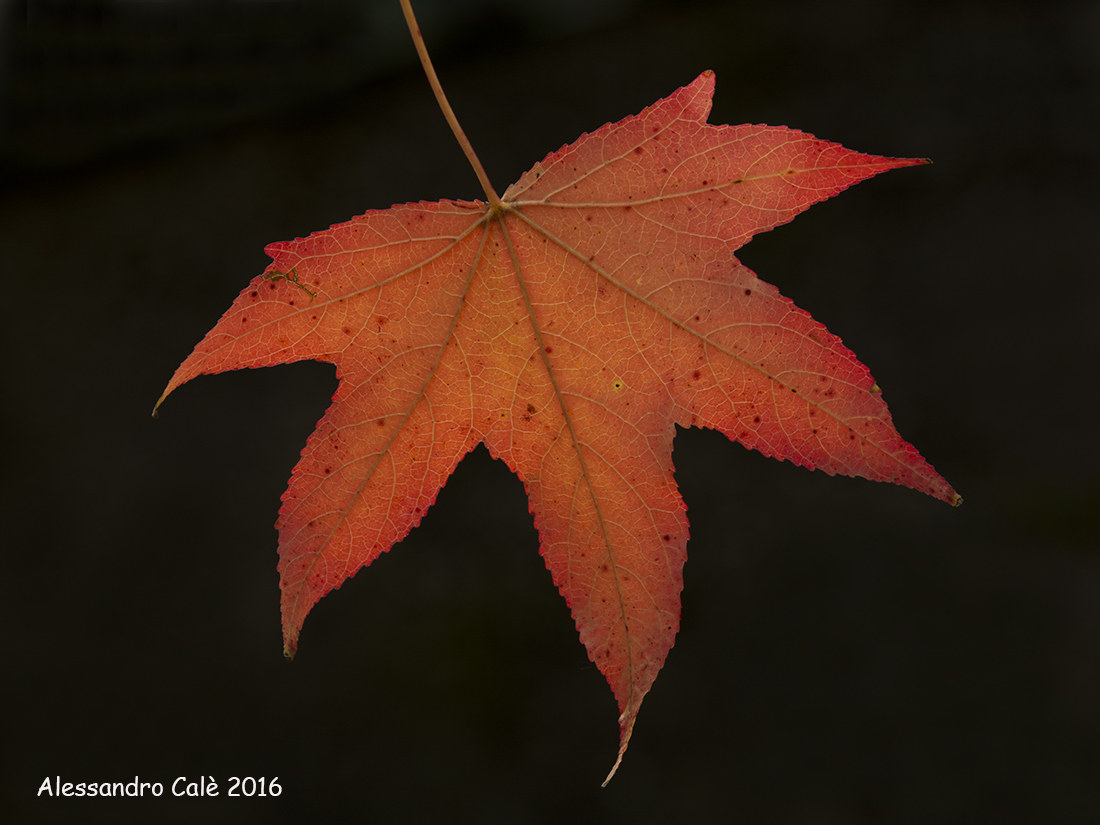 Foglia D'Autunno 9846