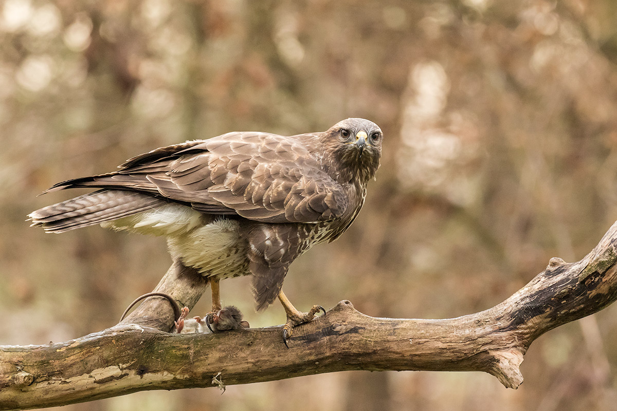 buzzard with prey