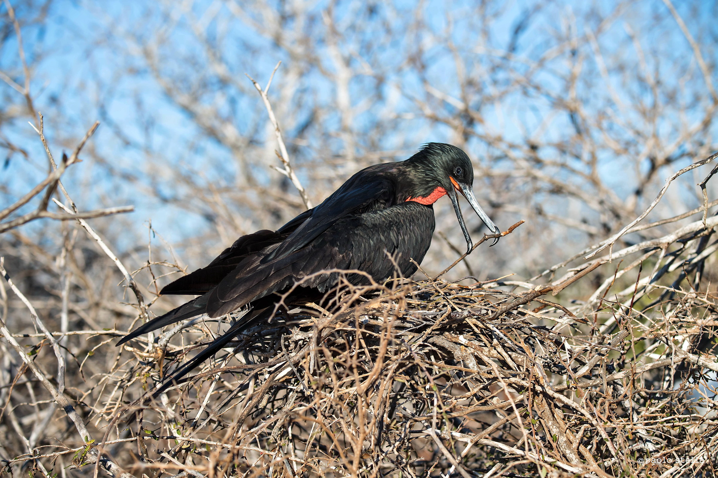 costruzione del nido