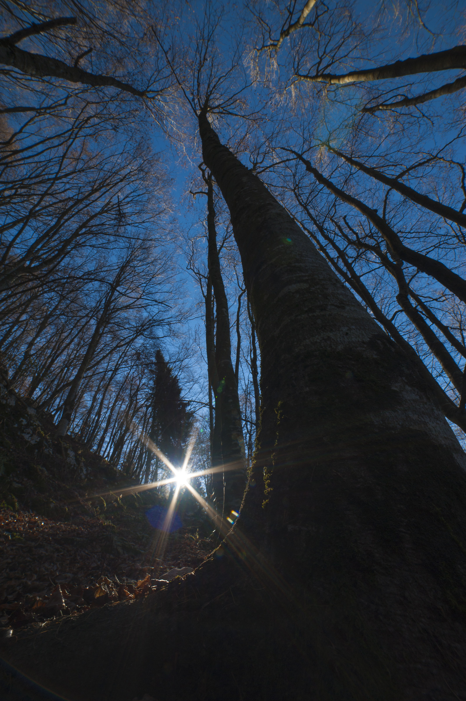 majestic trees in Lessinia