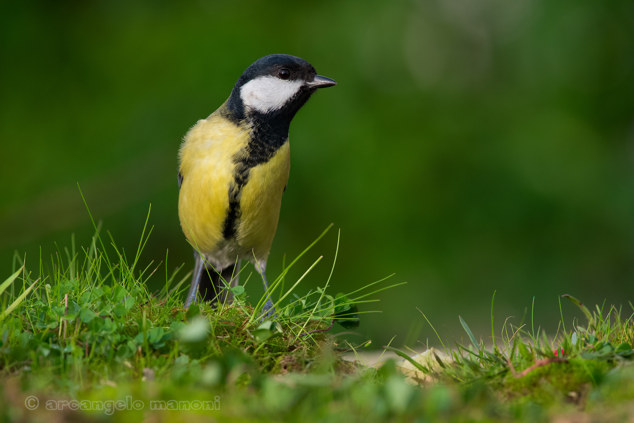 Parus major