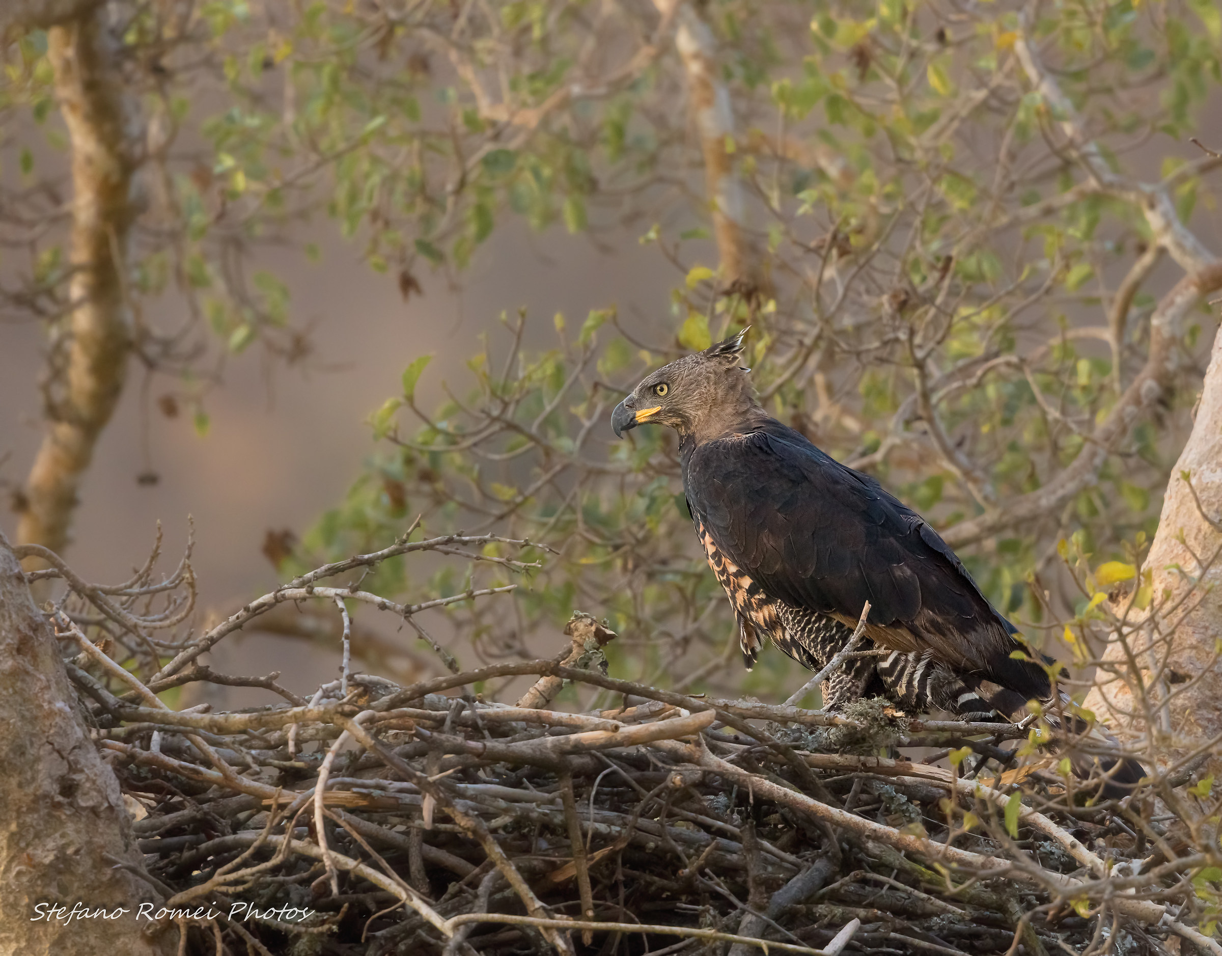 cercasi casa disperatamente...