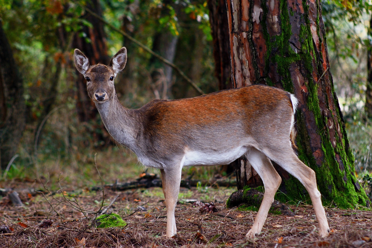 Daino - Circeo 20161119