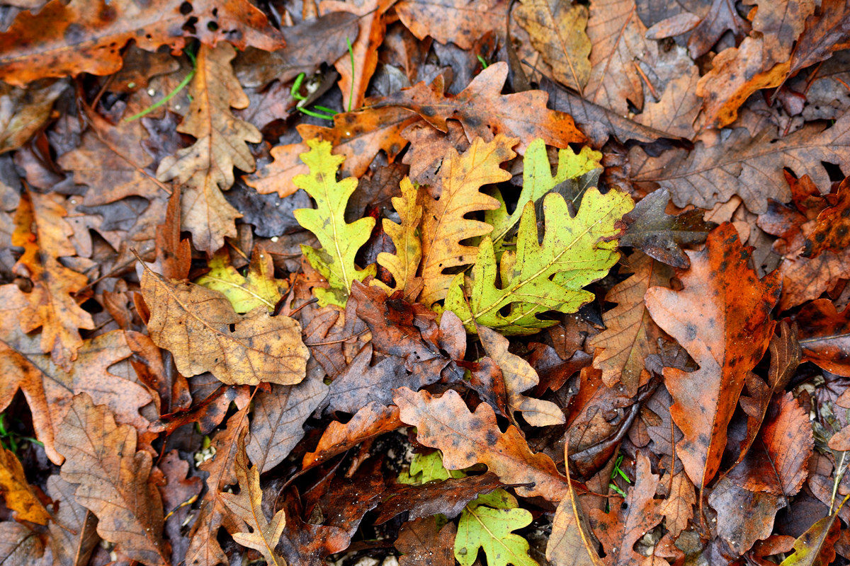 Foliage - Circeo 20161119