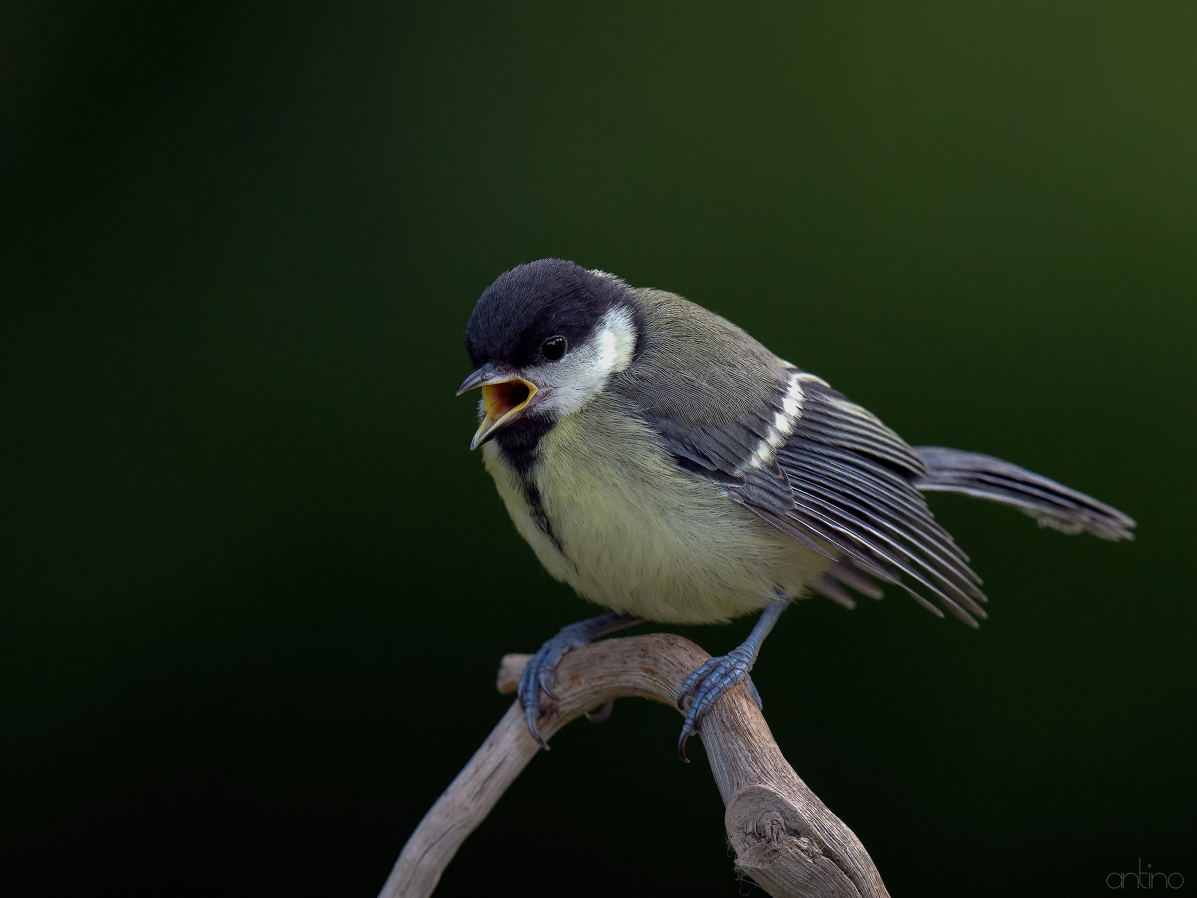 young tit
