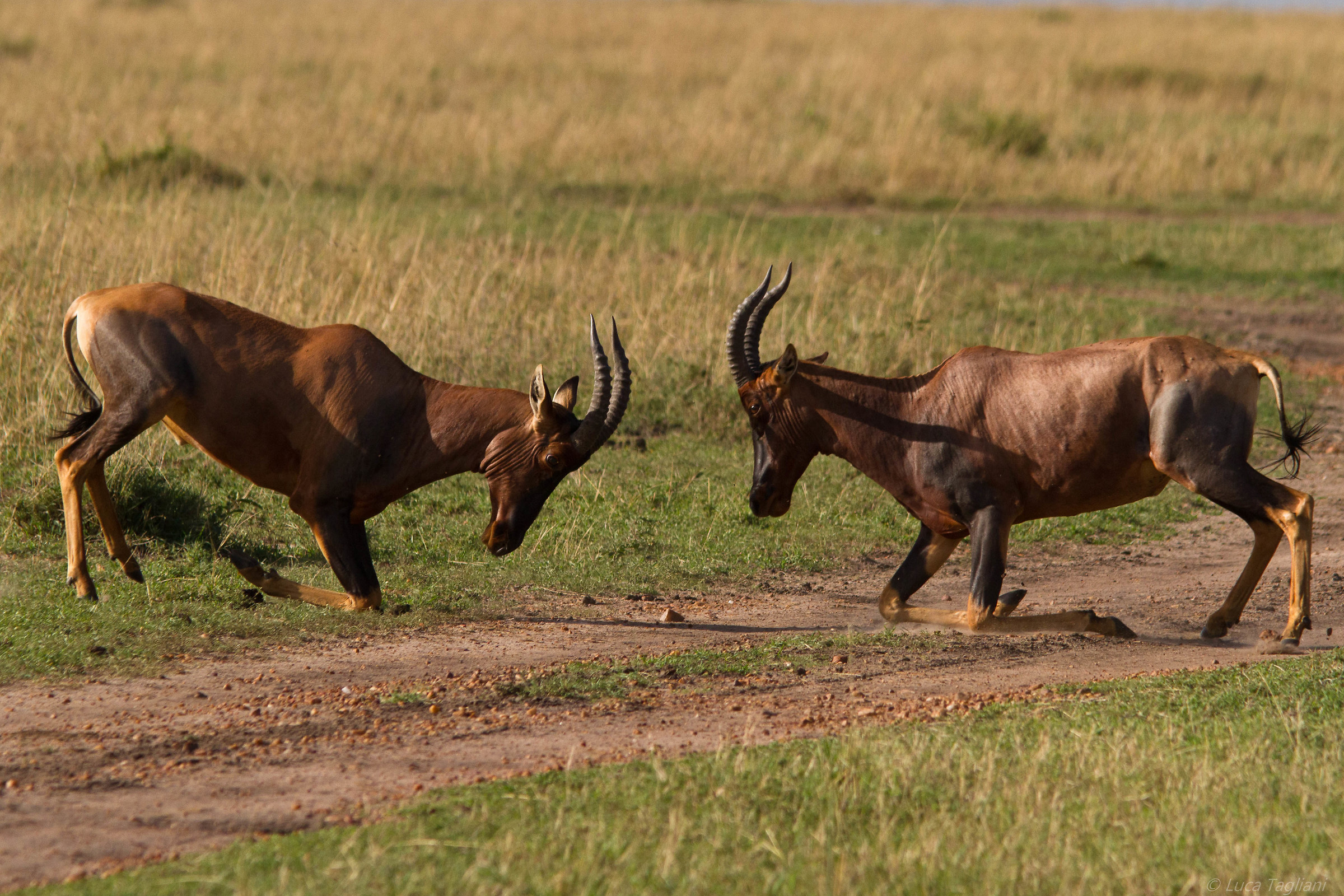 A chi hai dato del cornuto?