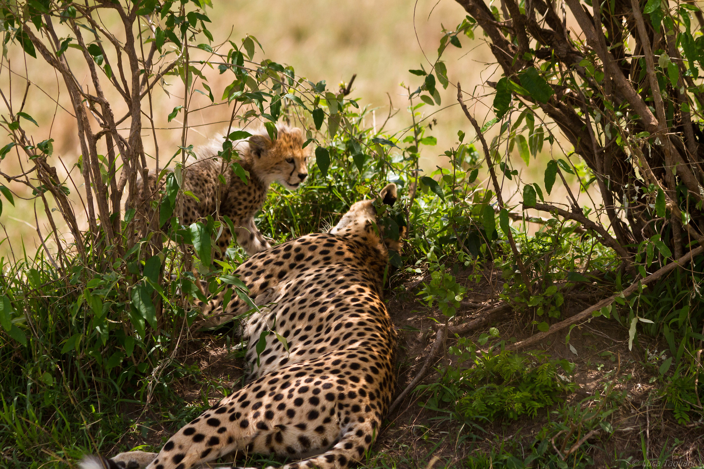 Piccoli predatori crescono