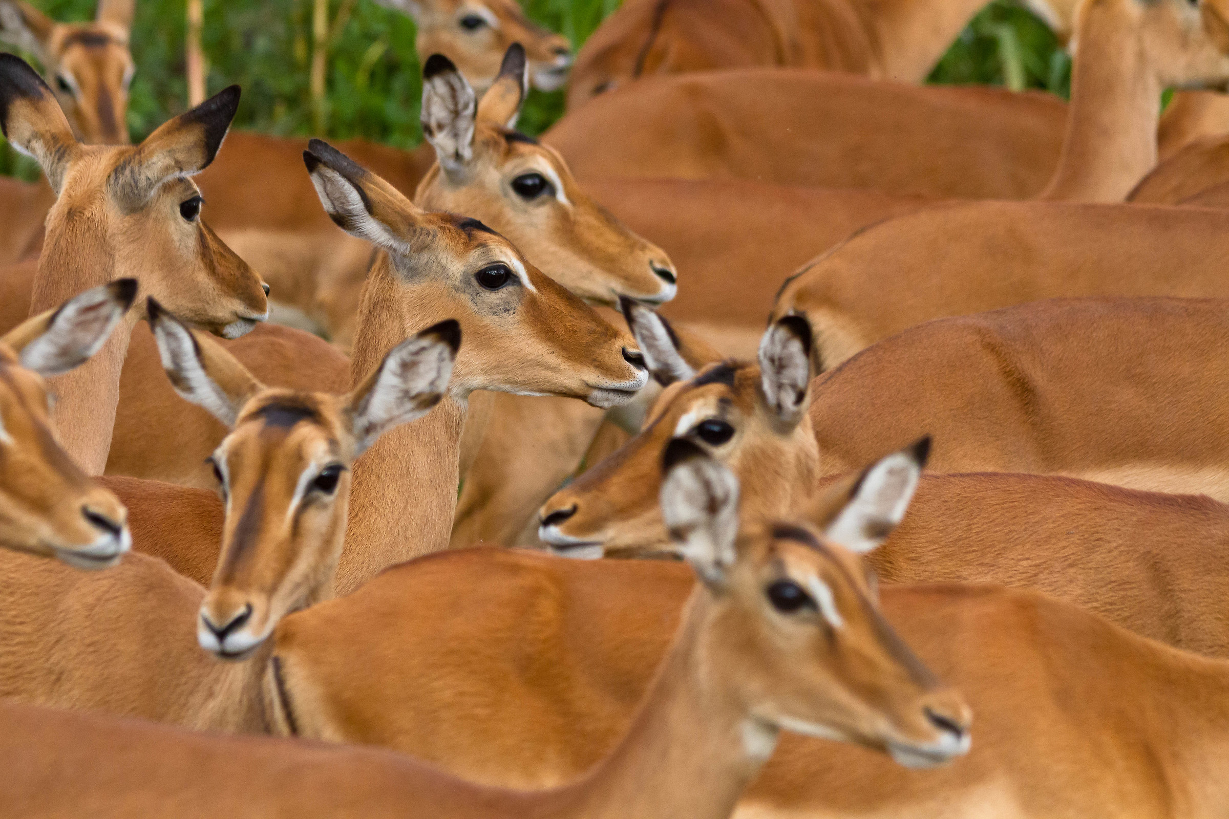 Una normale famiglia di Impala