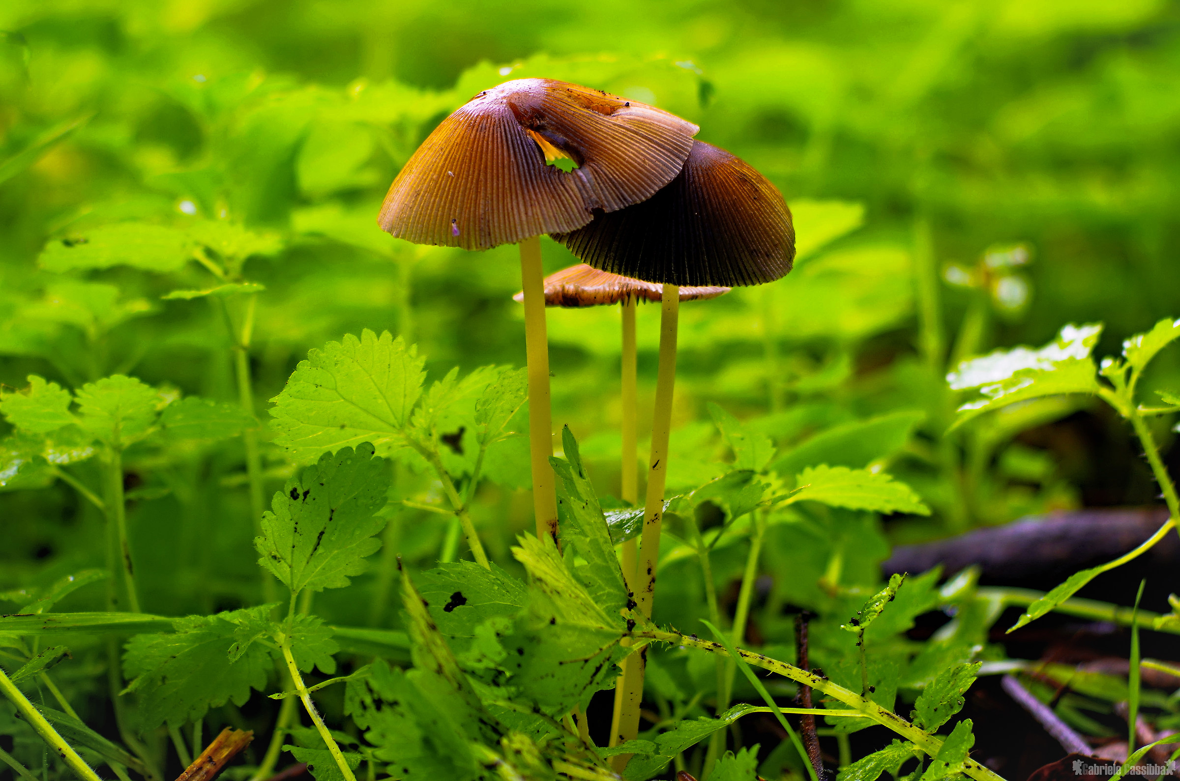 You are below that you're safe!