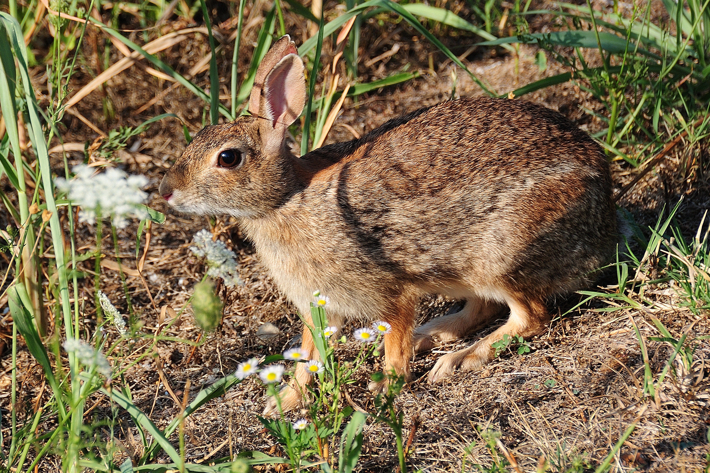 Leveret