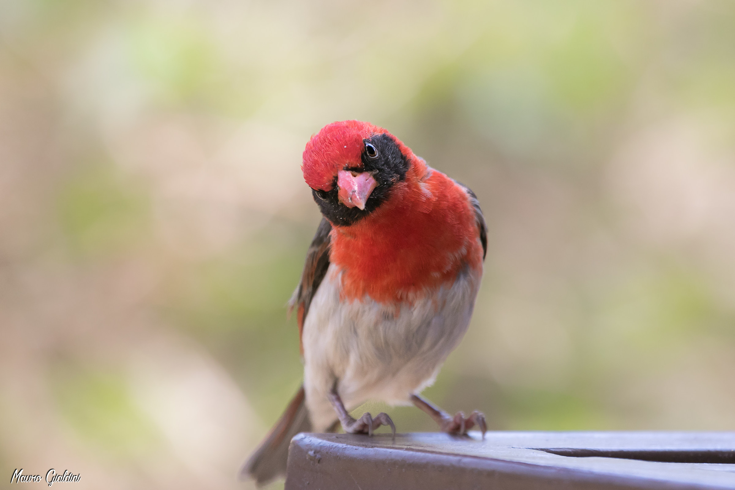 Tessitore testarossa / Anaplectes rubriceps