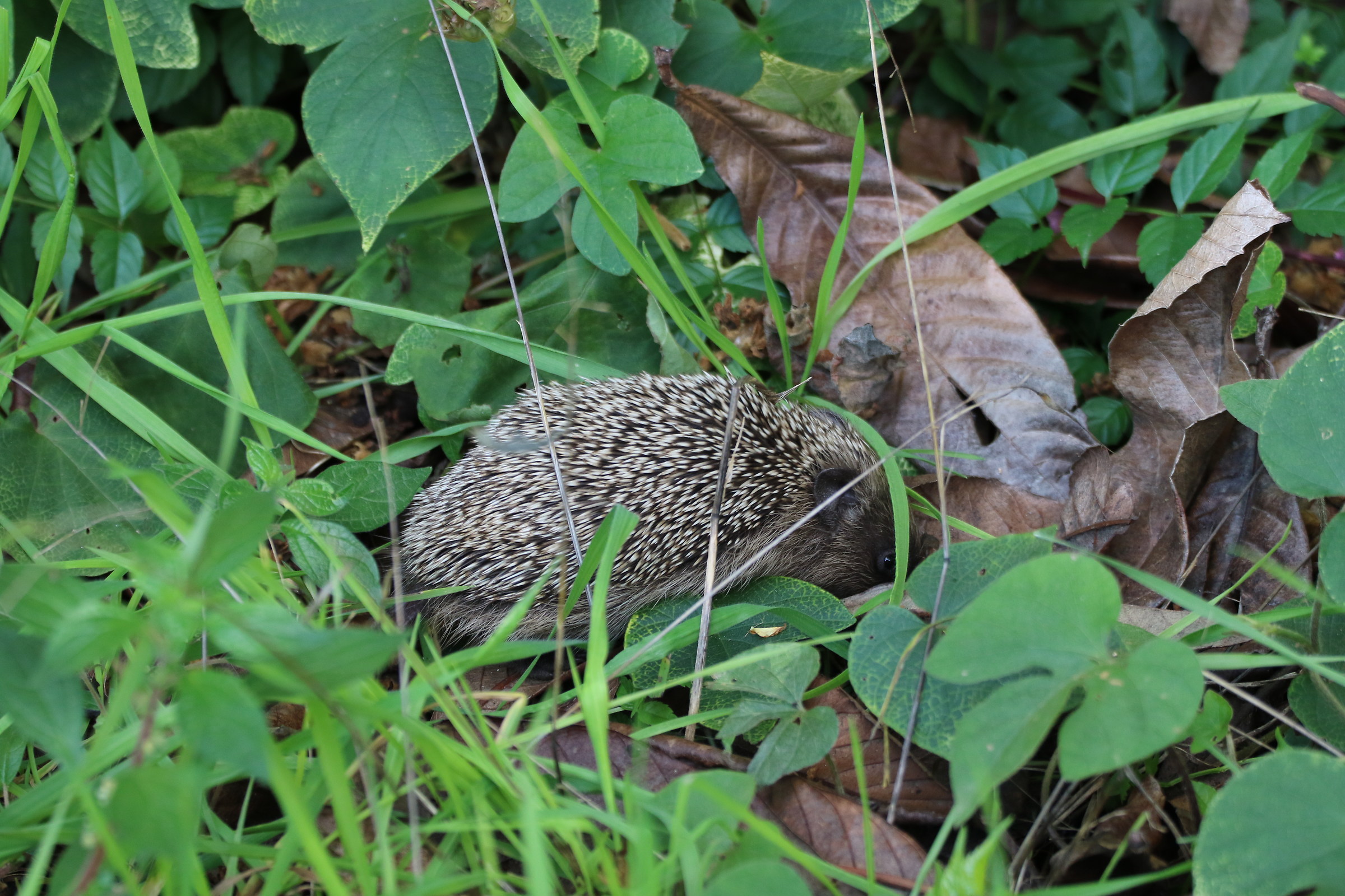 Un piccolo riccio in cerca di cibo
