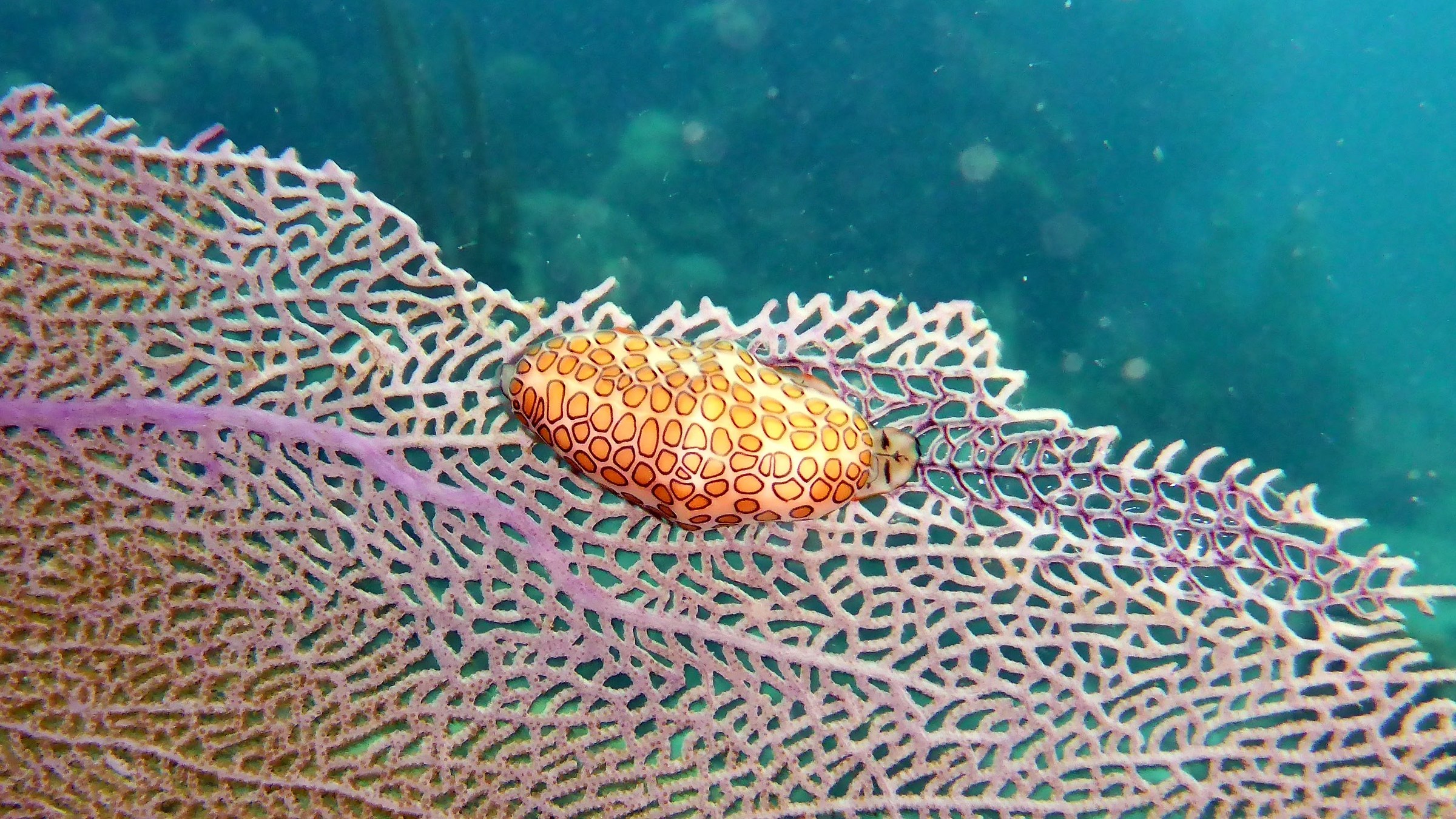 nudibranch