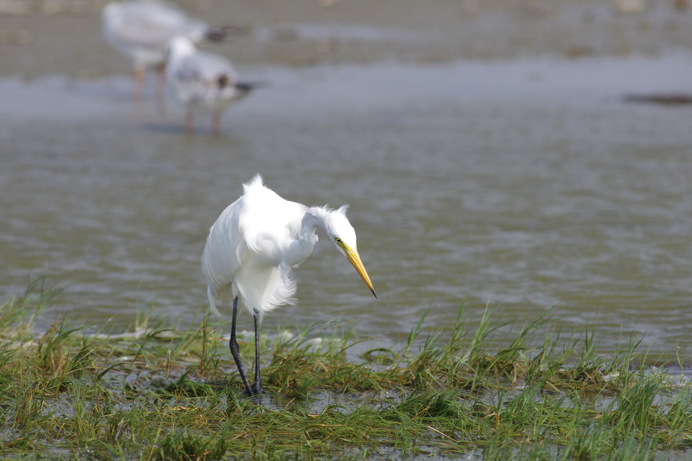 Intermediate Egret