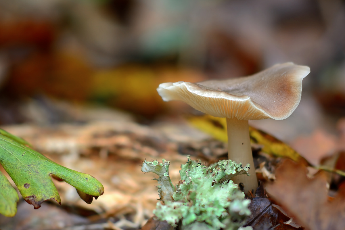 Mushroom - Circeo 20161119