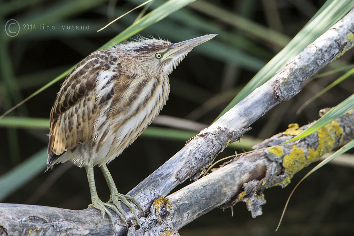 Baby little bittern (Ixobrychus minutus)