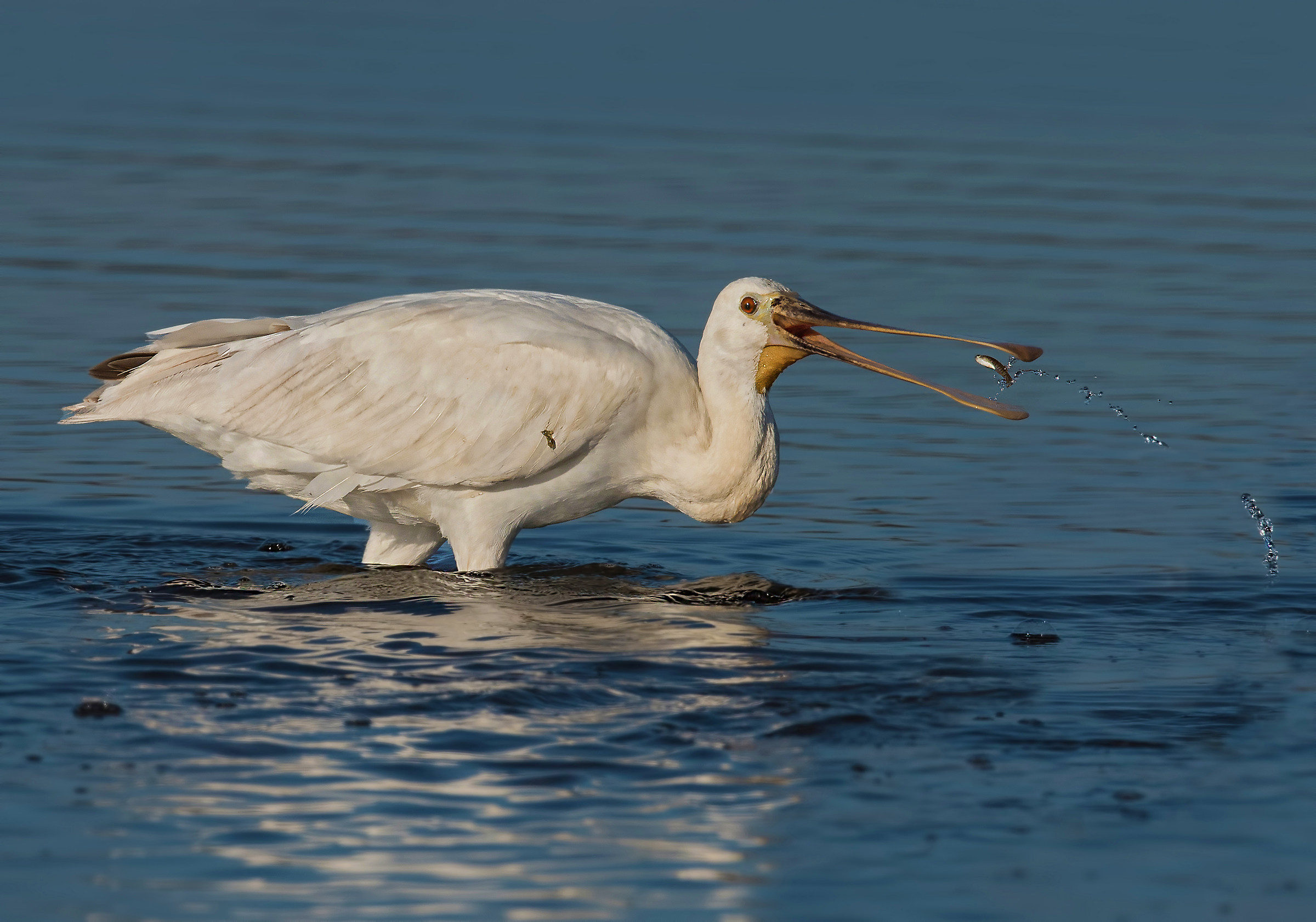 spatola con pesciolino