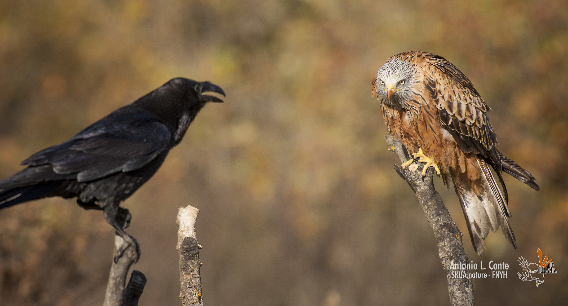 Qualcuno è di troppo...