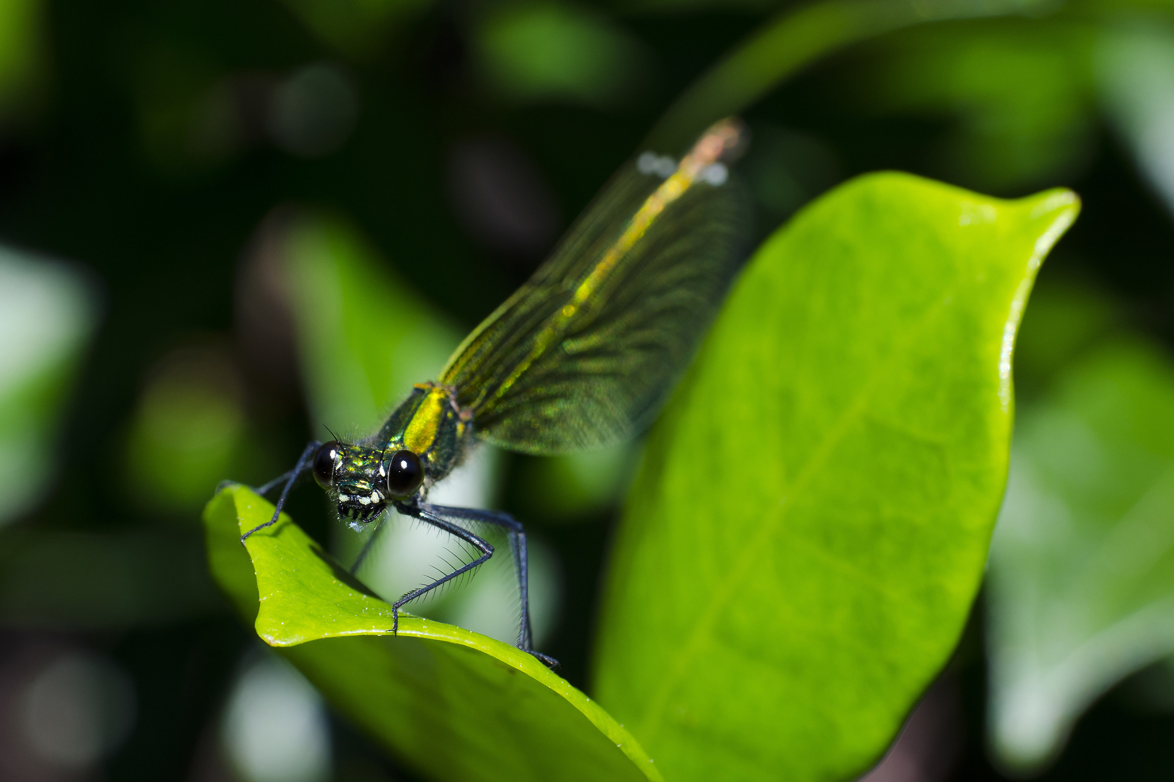 Il ghigno della libellula barbabianca