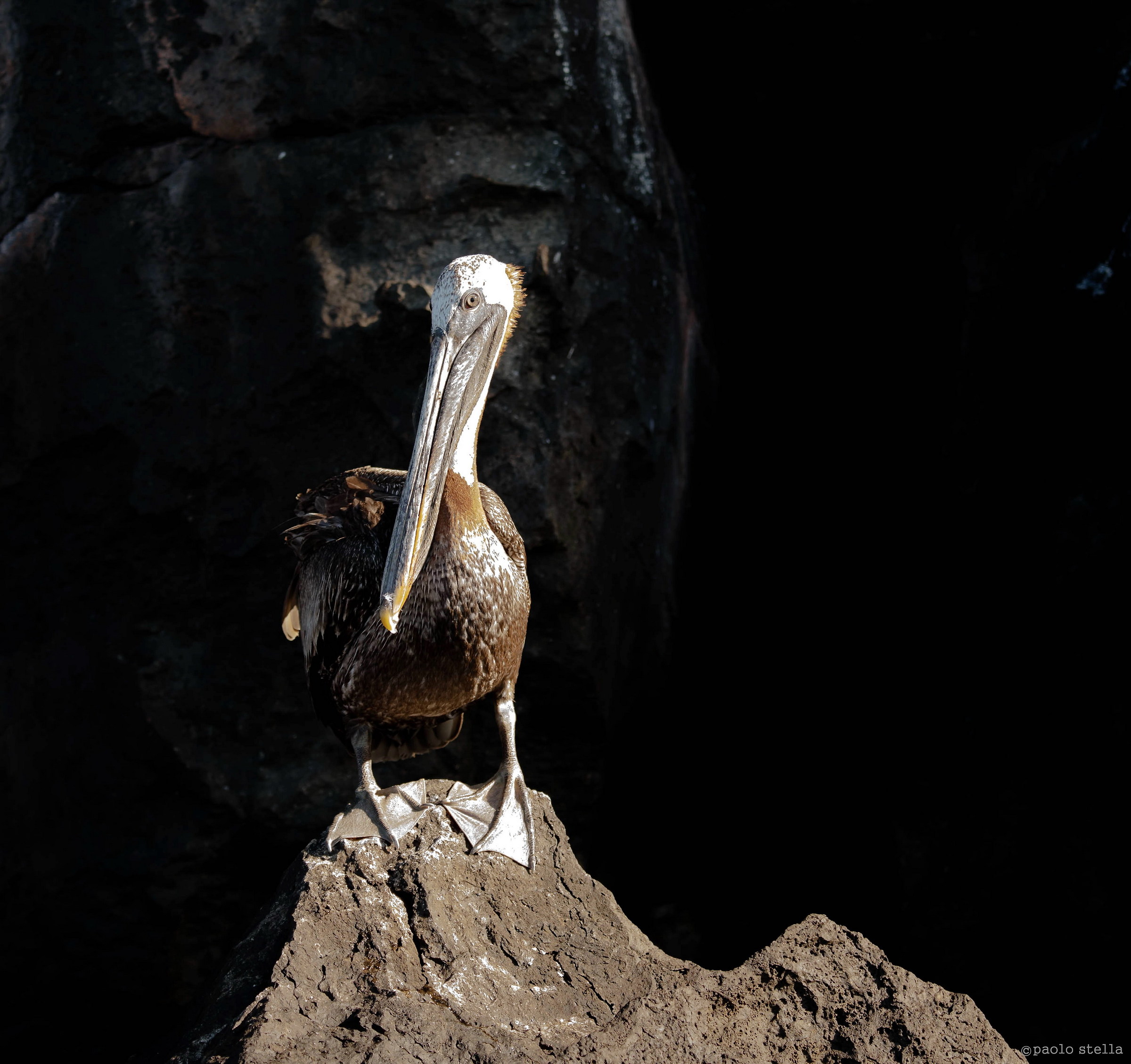 brown pelican - 3