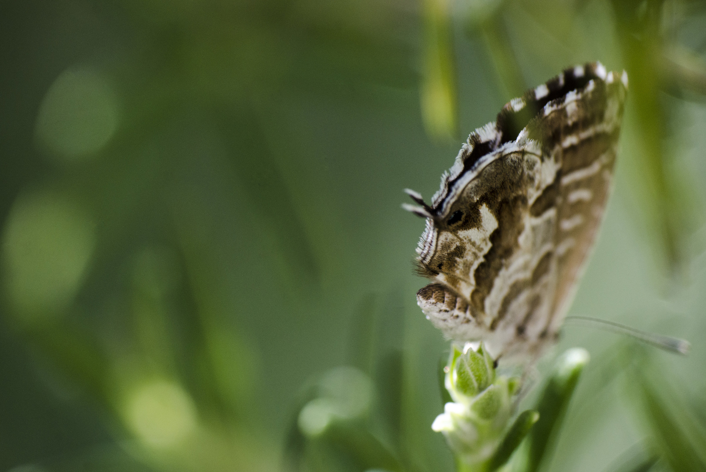 Farfalla col broncio