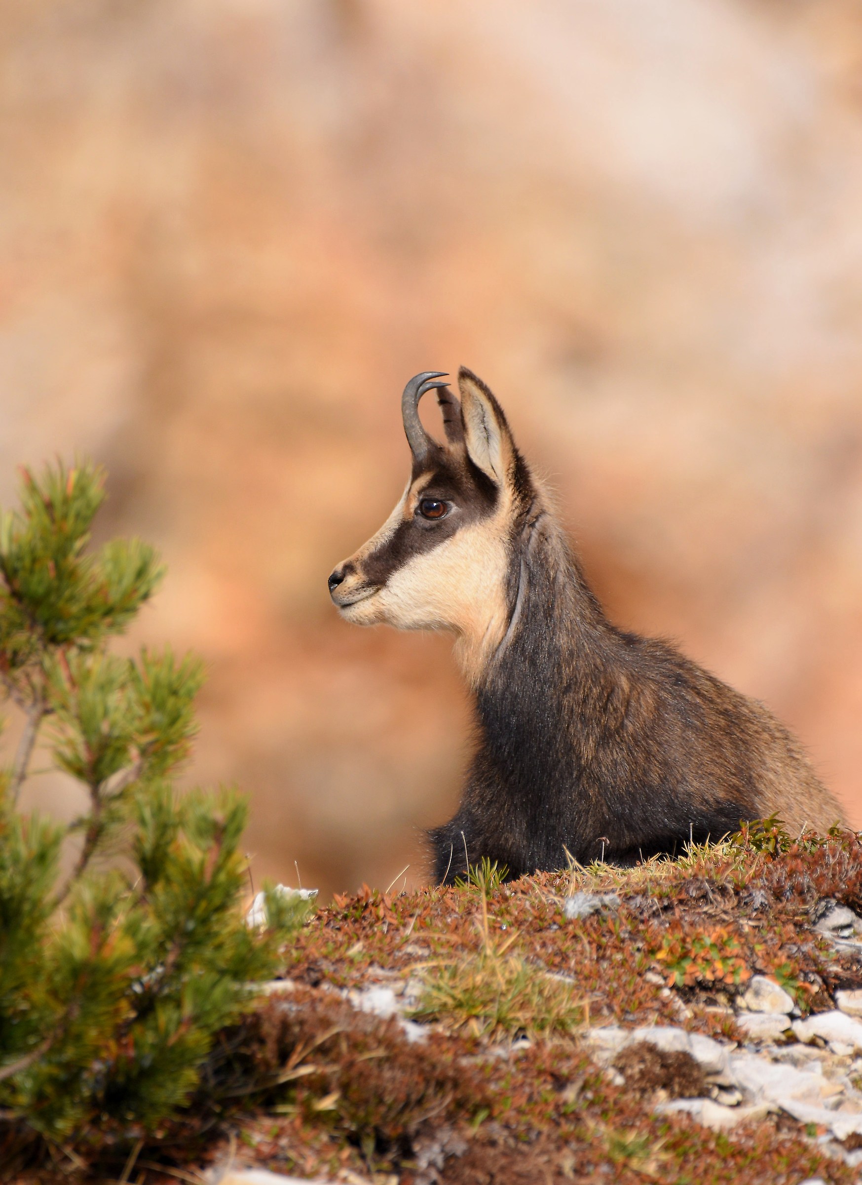 Alpine chamois