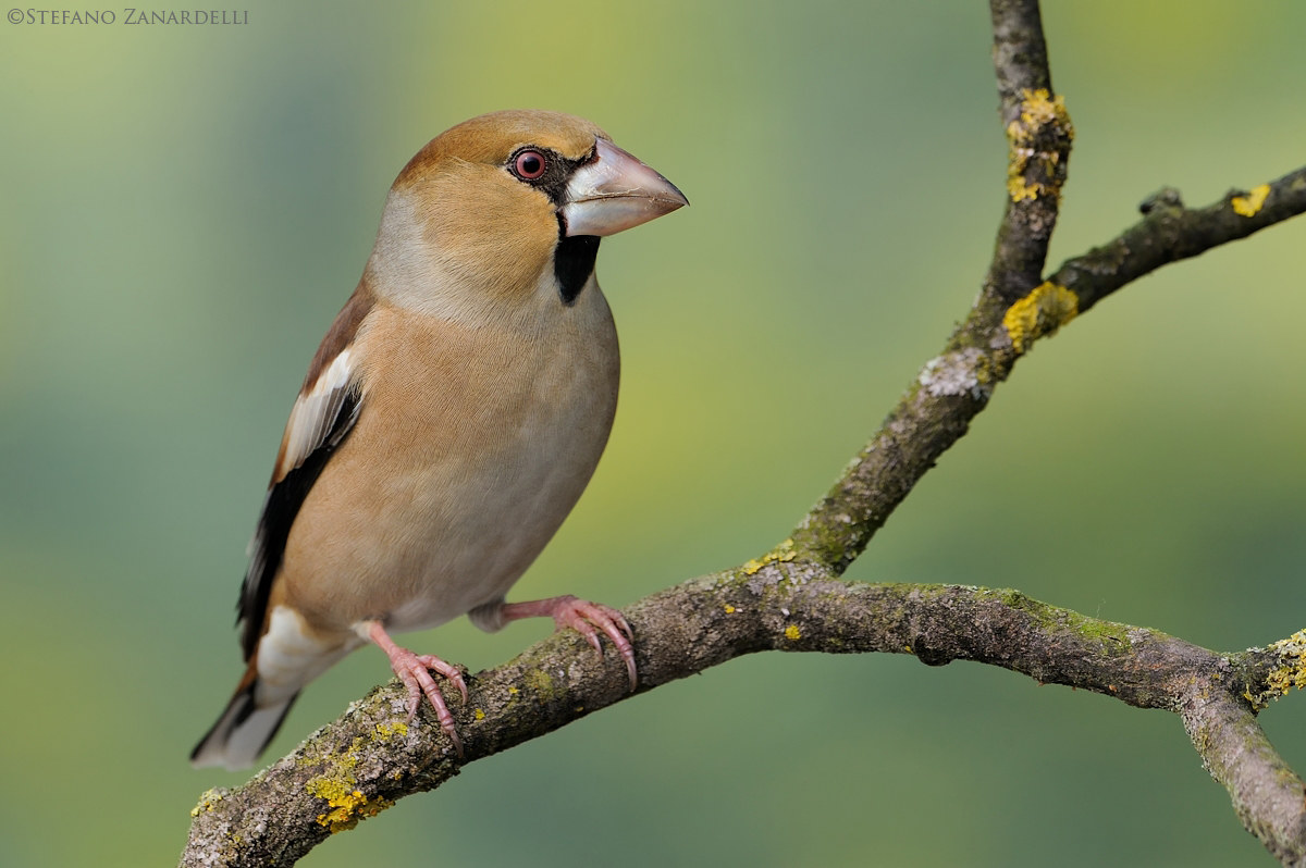 Grosbeak Female ...