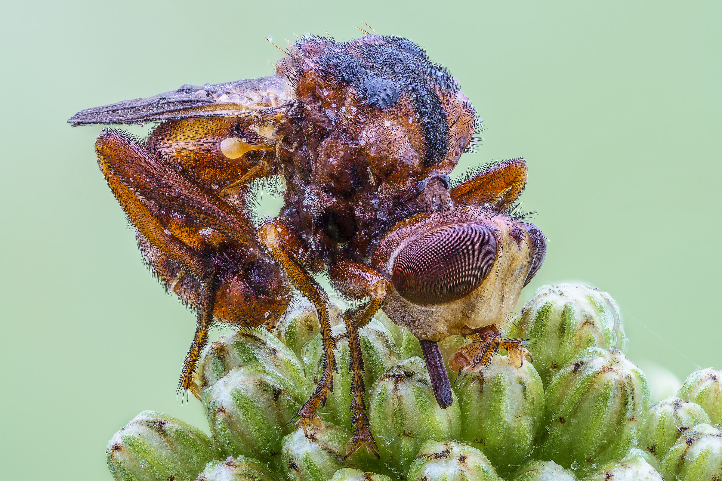 Sicus ferrugineus