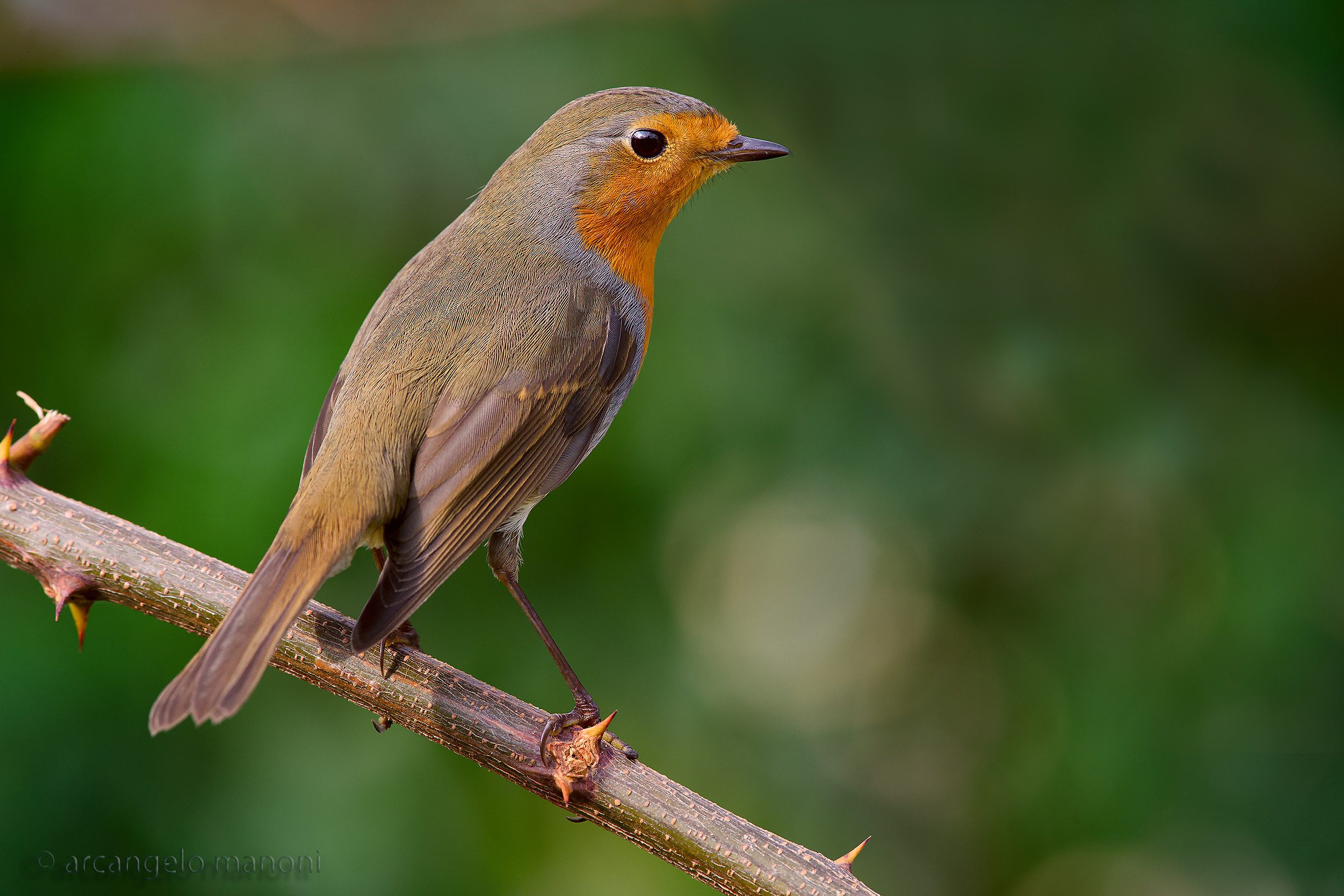 Erithacus rubecula