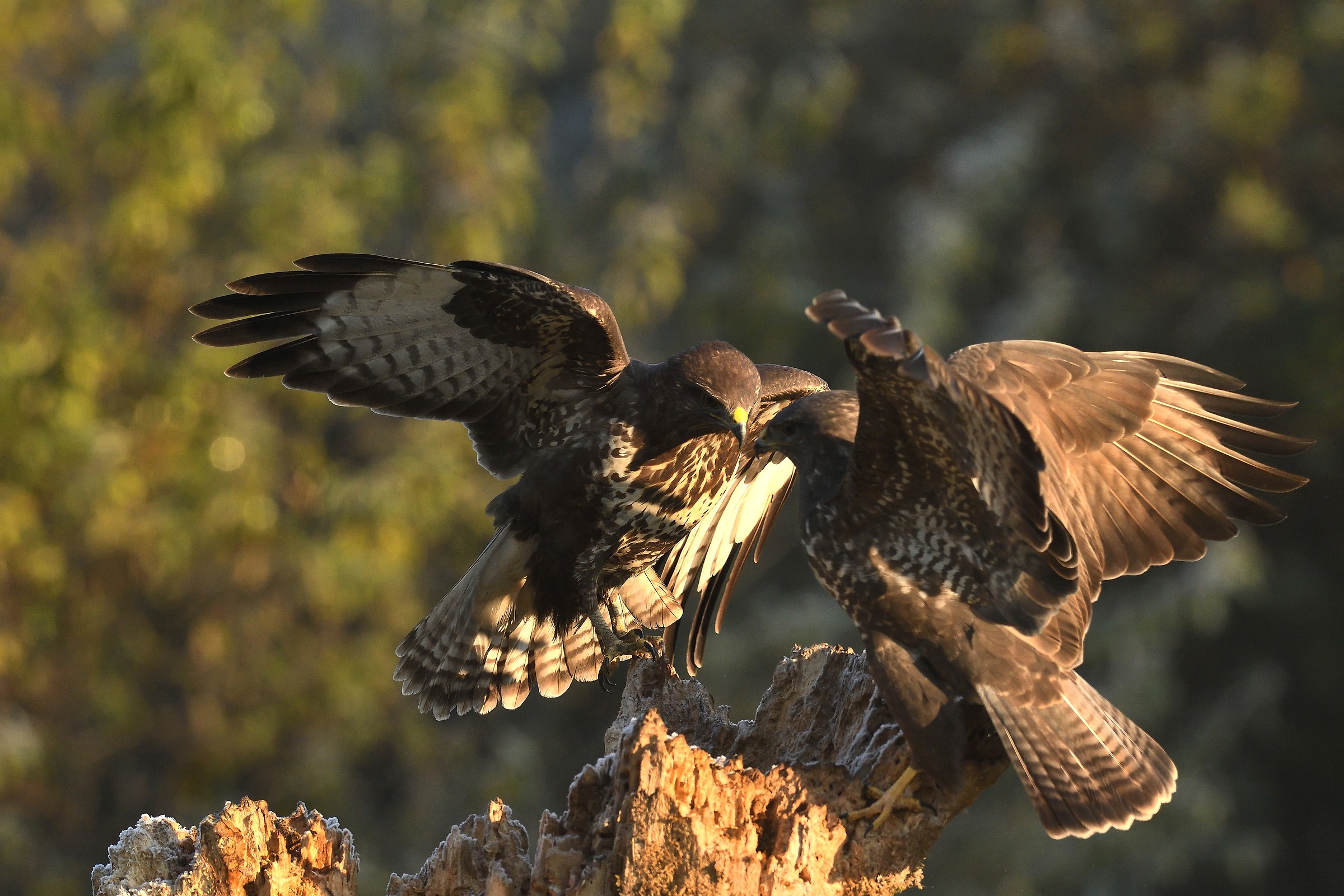 Face-off between buzzards