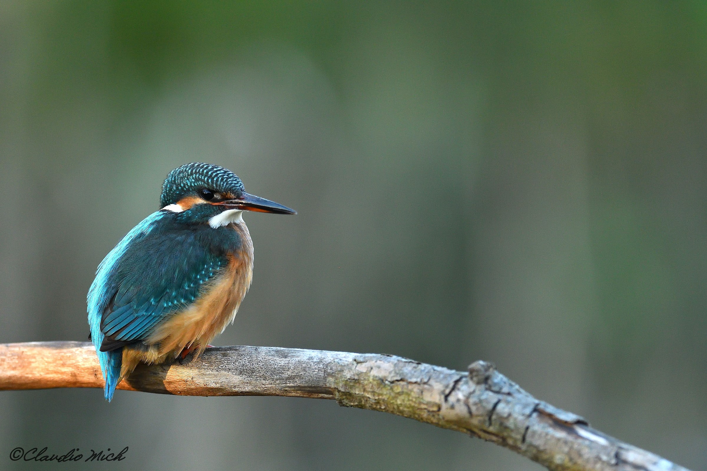 Kingfisher