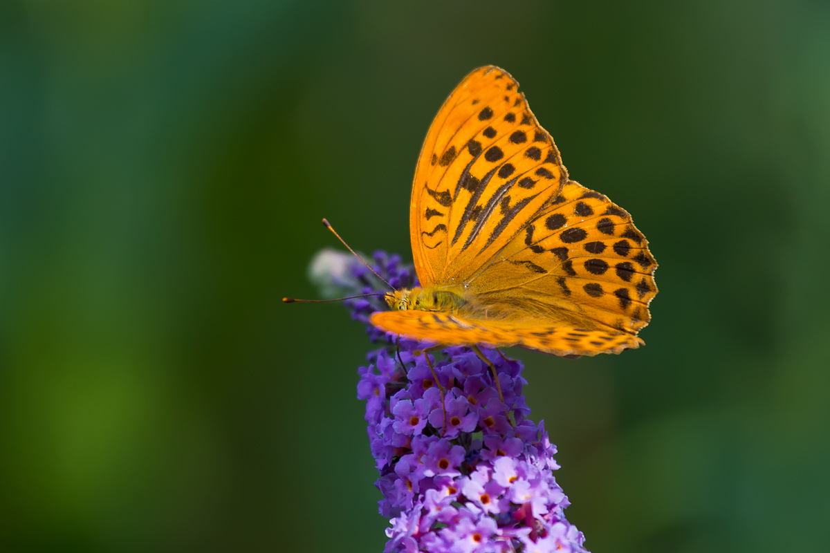 Sicuramente è una farfalla ...