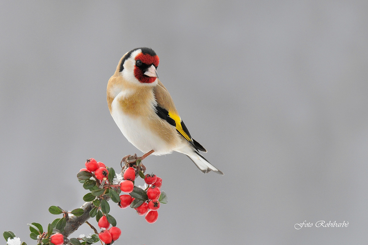 Christmas is coming ...