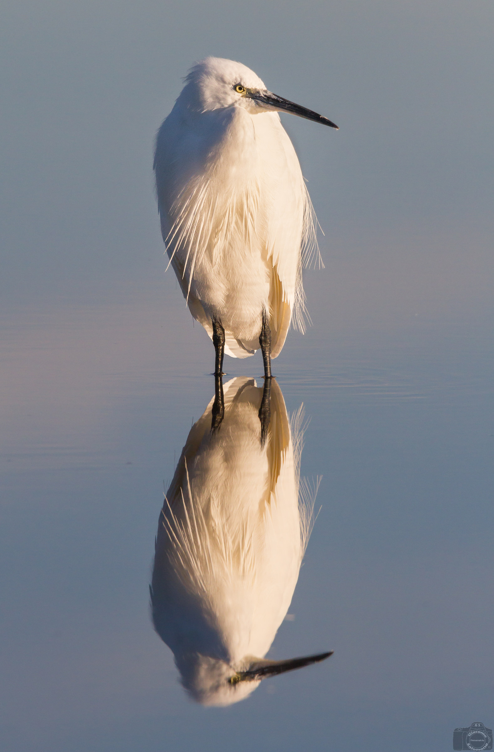 Egret reflections