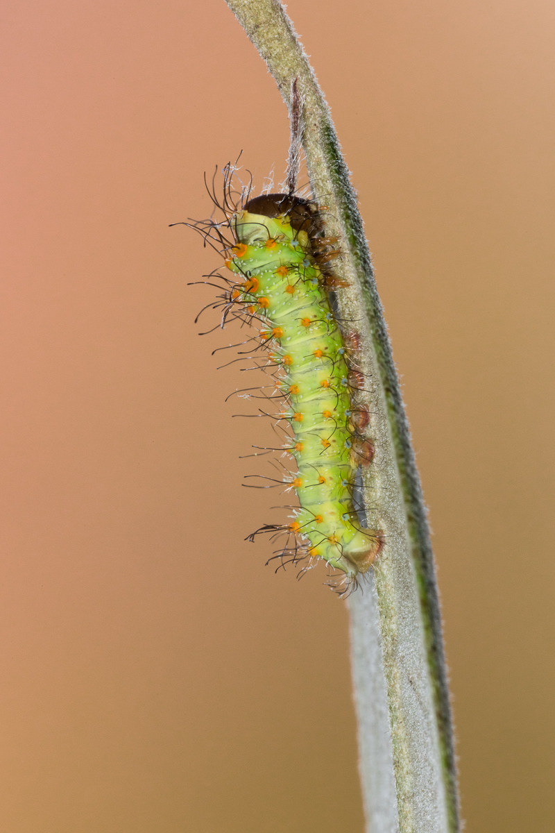 Antheraea pernyi - caterpillar to the second stage
